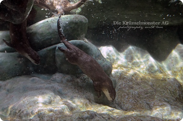Zoo Frankfurt 100713 (91)
