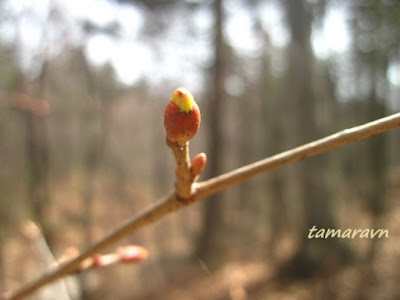 Липа амурская (Tilia amurensis)