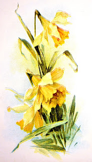 Digital Yellow Daffodil painting image download