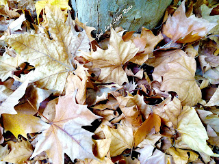 hojas caídas, Otoño, amor, árbol caduco, amor caduco