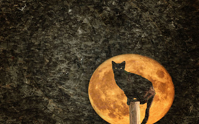 cat moon