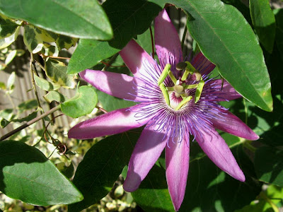 Passionflower,AnnieinAustin