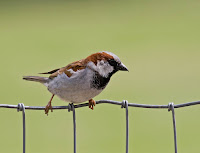 House Sparrow