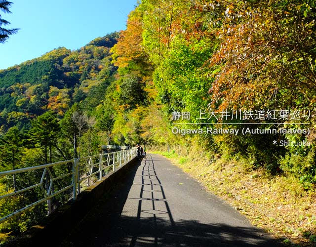 寸又峡と奥大井湖上駅の紅葉を見に行った