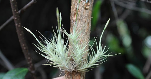 Tillandsia Tricholepis