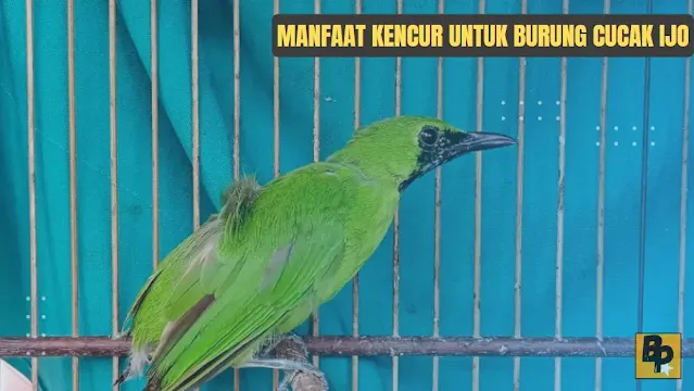 Manfaat Kencur untuk Cucak Ijo