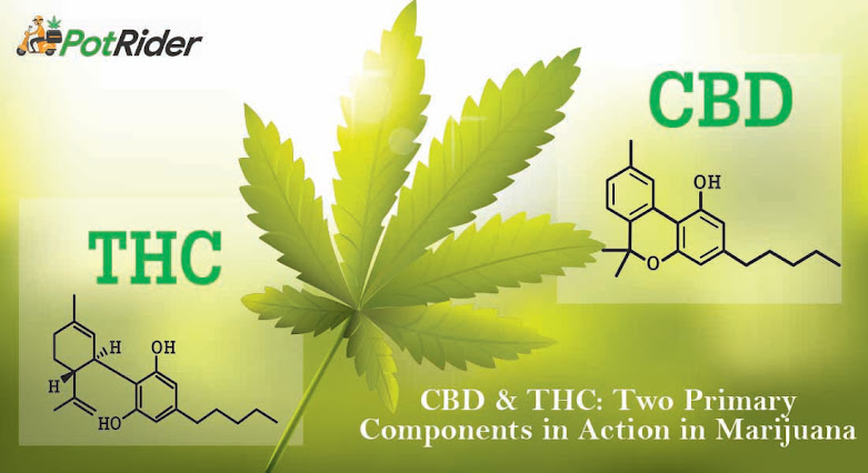 CBD-THC ratio and benefits