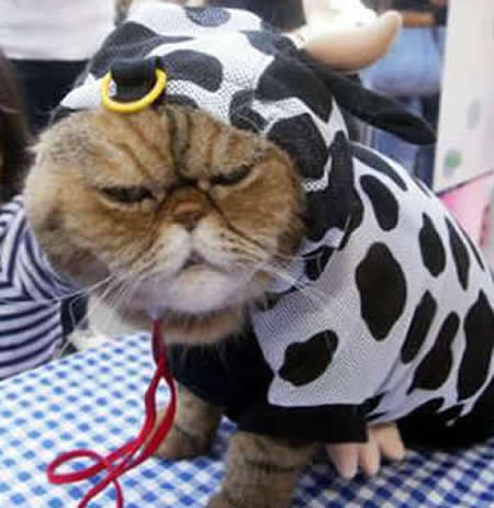 funny cat costumes