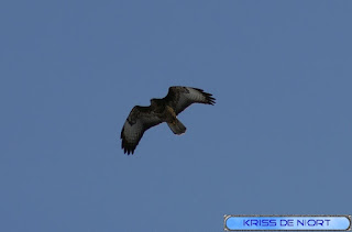 Buse variable - Buteo buteo