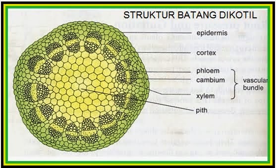 22+ Tanaman Pembuluh, Motif Masa Kini!