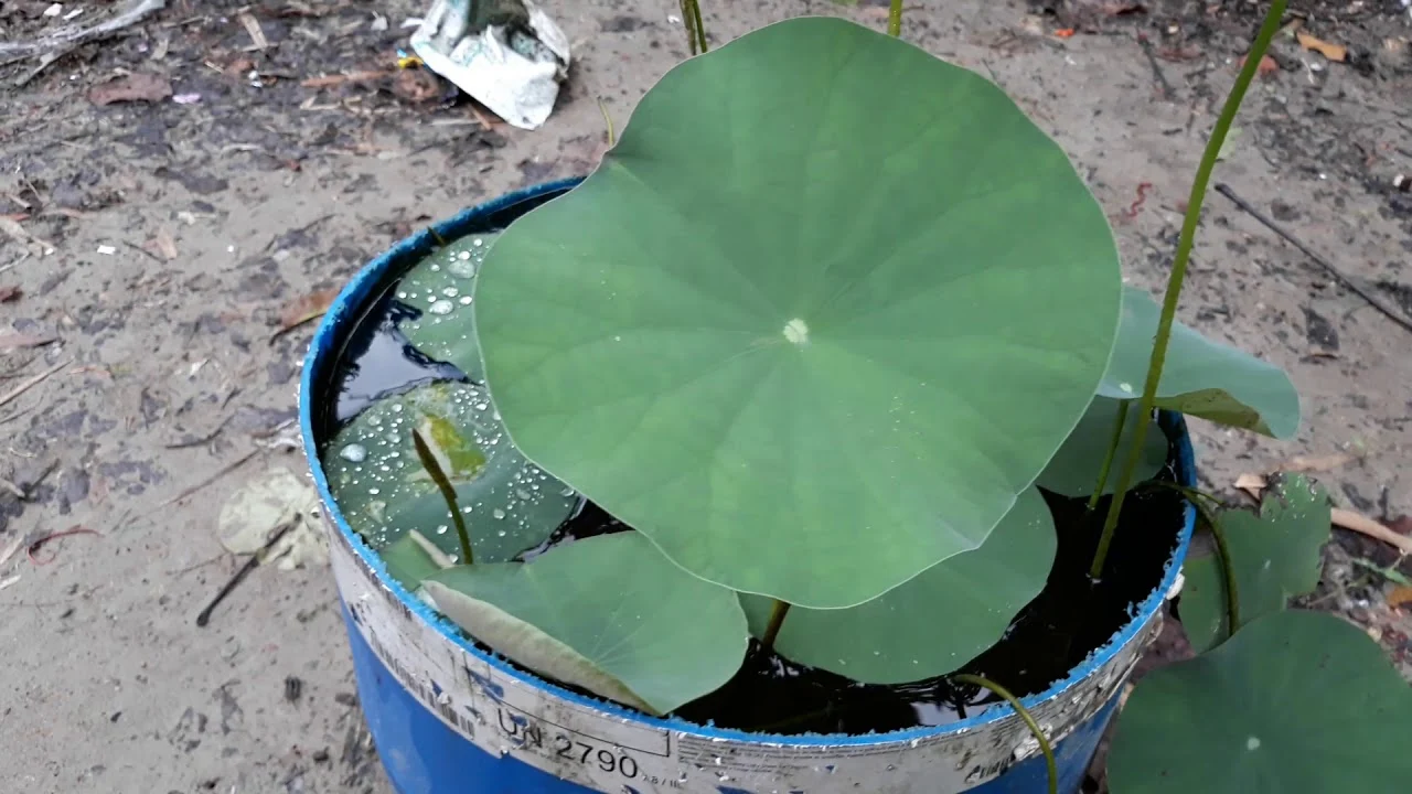 পদ্ম ফুলের বাগান  -পদ্ম ফুলের ছবি, পিকচার ডাউনলোড - Lotus flower NeotericIT.com