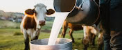 This photo shows a man pouring fresh milk from a bucket into a jug. In the background of the photo you can see cows grazing in a meadow.