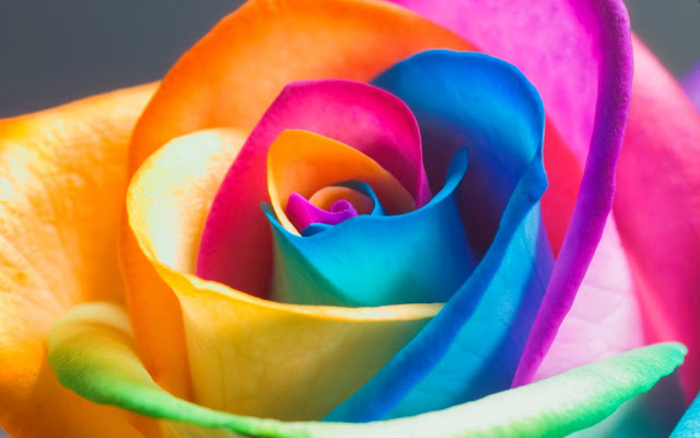 Best Rainbow Flower HD Wallpaper Free