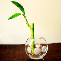 Lucky Bamboo Vase