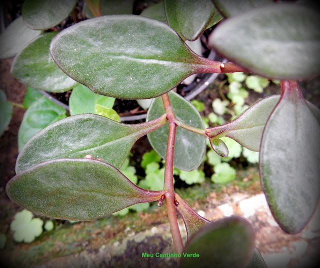 Leaf Bryophyllum  manginii 