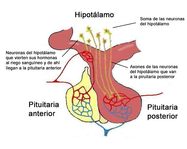 Ilustración del hipotálamo y de la pituitaria anterior y posterior