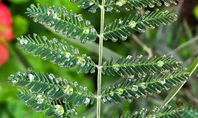 Gotas de Chuva na natureza