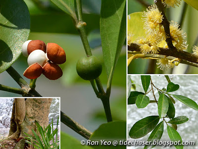 Limau Hantu (Suregada multiflora)