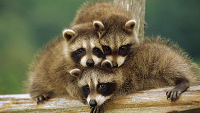 Animales que posan para la cámara - Mapaches - Racoon - Funny photos