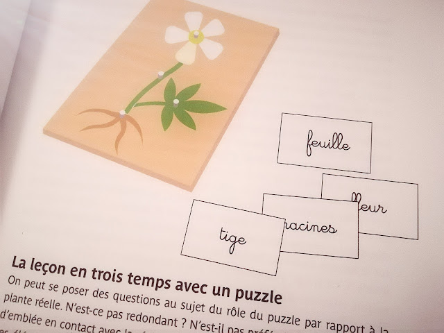 Etude de la plante avec la leçon en 3 temps