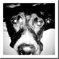 My sweet puppy