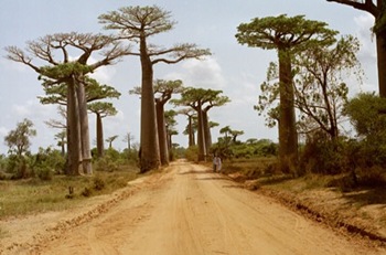 allee-baobab-morondava