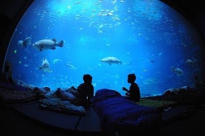 Georgia Aquarium Seen On www.coolpicturegallery.us