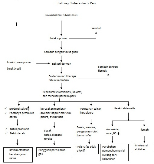 Anira Forever  Gambar  Pathway Tuberculosis Paru