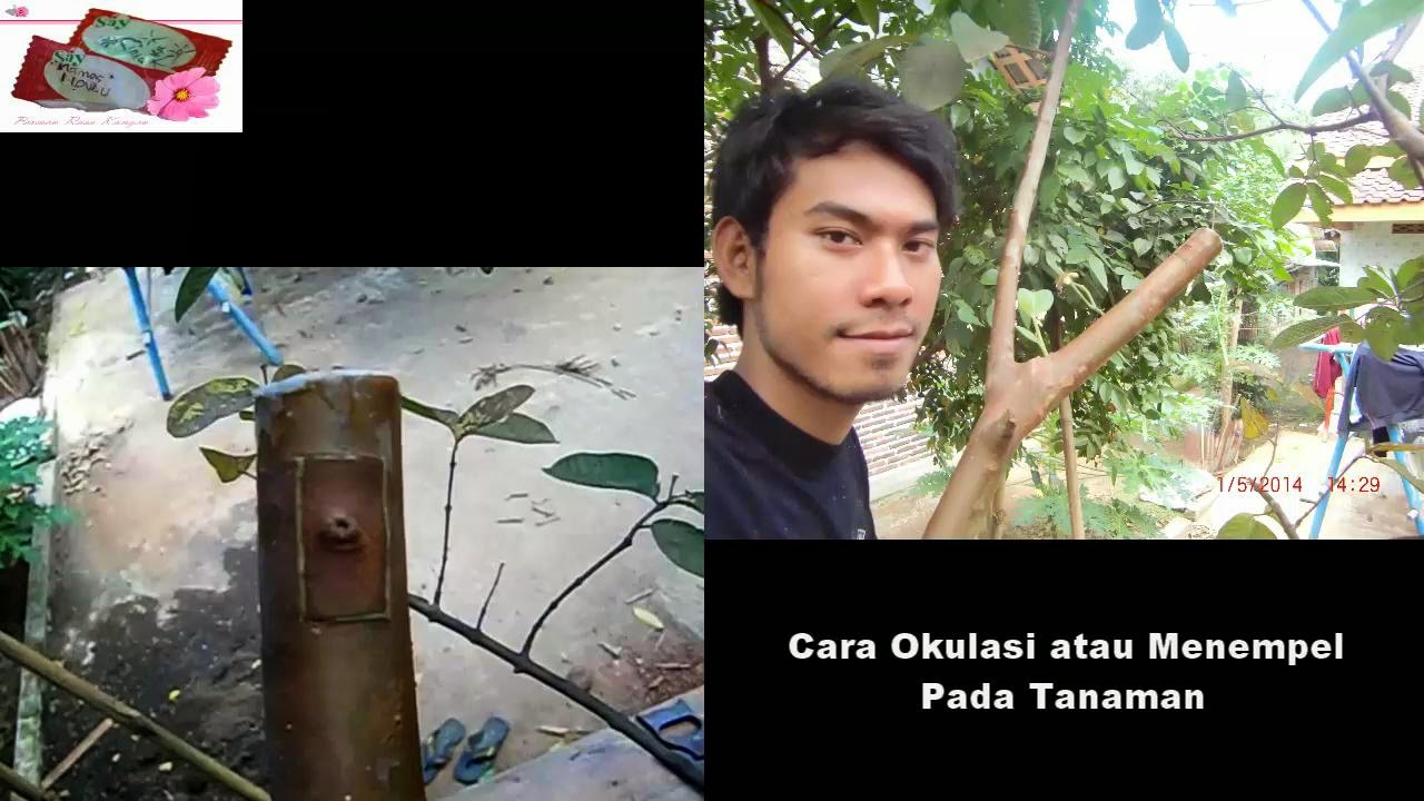  Video Cara Okulasi Pada Tanaman