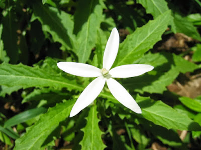 http://asen888.blogspot.com/2016/01/bunga-kitolod-obat-mata-alami-dan-herbal.html