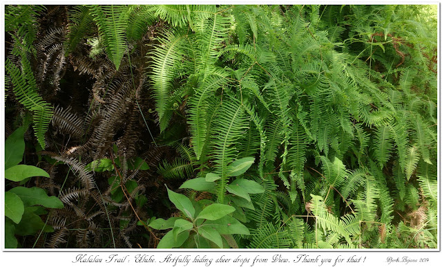 Kalalau Trail: Uluhe. Artfully hiding sheer drops from View. Thank you for that !