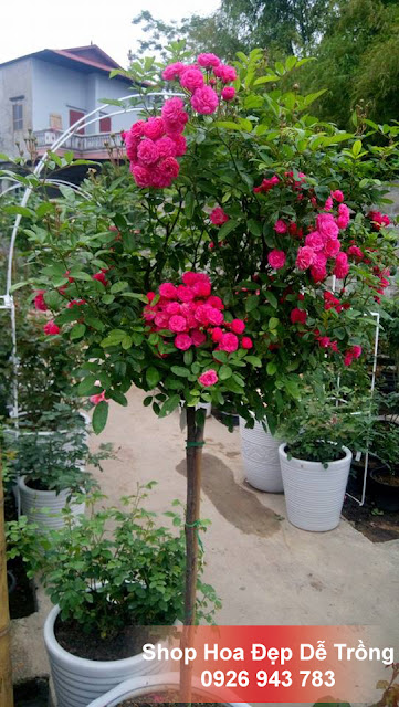 Hoa Hồng Thân Gỗ Tree Rose