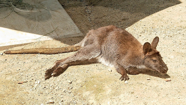 大阪府池田市 五月山動物園