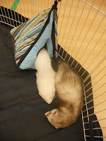 frettinäyttely ferret show Capital