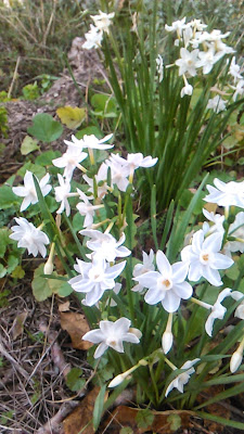 narcisos blancos