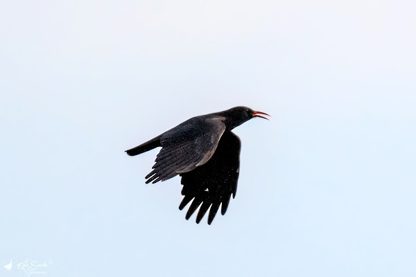 Chough