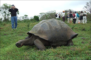 tortuga elefantina