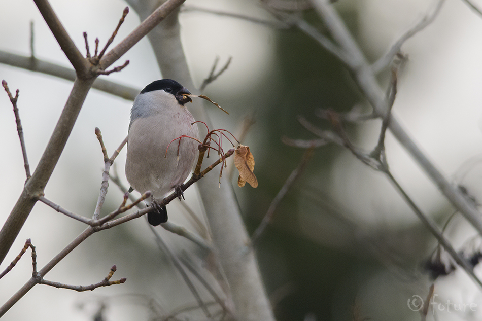 Leevike, Pyrrhula pyrrhula, Northern European bullfinch, Eurasian, finch