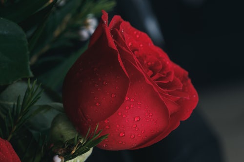 Rose Images for Whatsapp Dp Profile 
