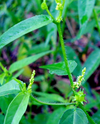 bunga rumput relaks minda