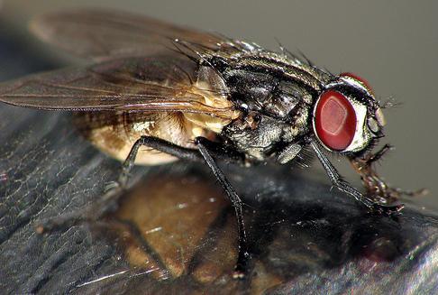 Foto de una mosca de perfil