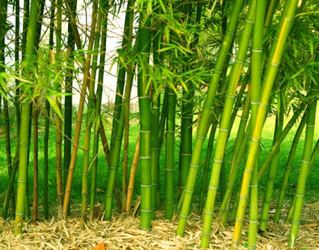 Bamboo In Garden4