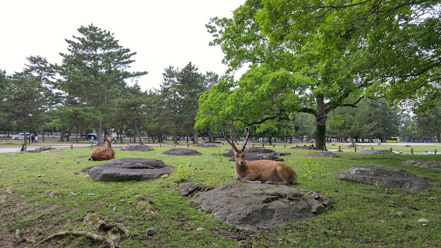 Sika deers in Nara are accustomed to humans