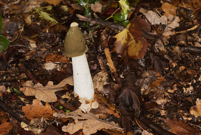 Stinkhorn, Phallus impudicus.  Hayes Common, 28 October 2015.