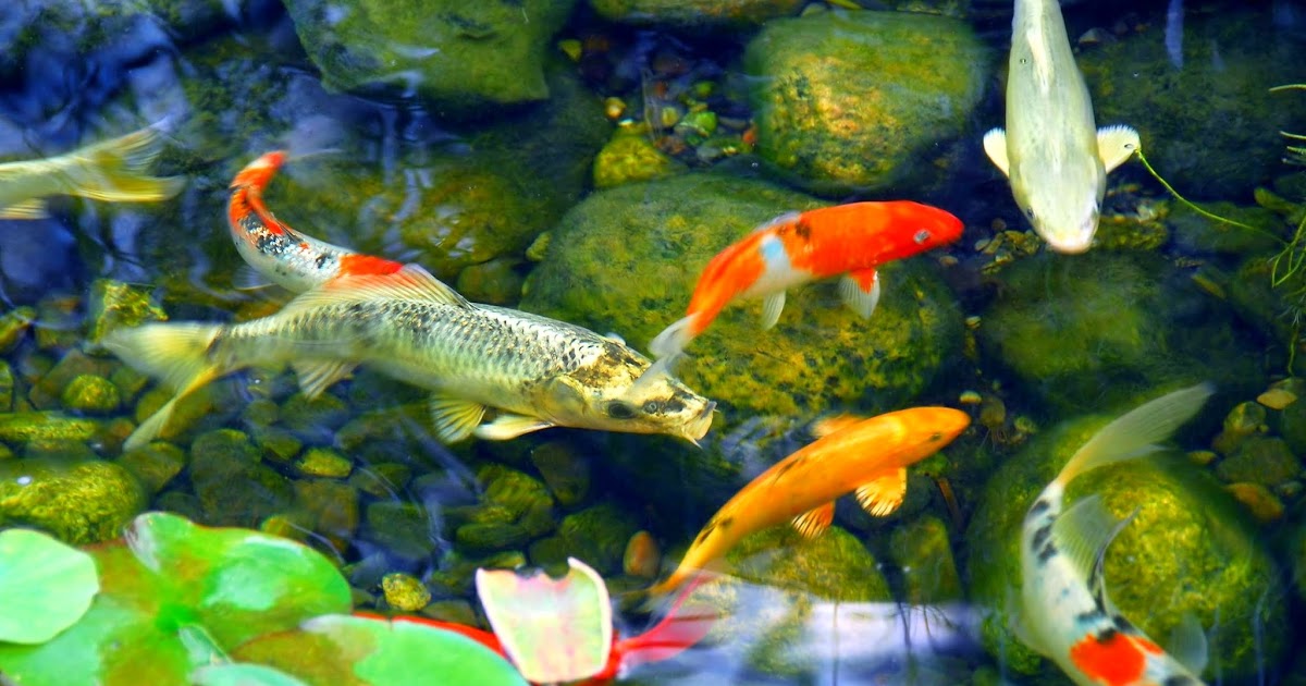 Membuat Filter Kolam Ikan Hiasan Agar Air Sentiasa Jernih ...