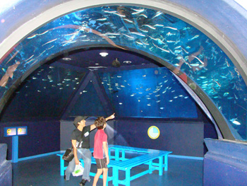 Beautiful Styles Of Fish Aquariums  Download Photos
