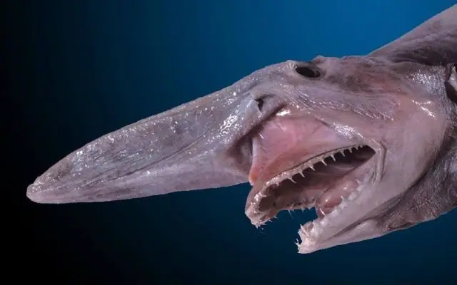 10 weird creatures found in the Mariana Trench