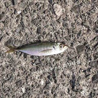 泳がせ釣りのエサの鼻がけ