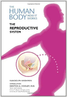 Your Body How It Works The Reproductive System