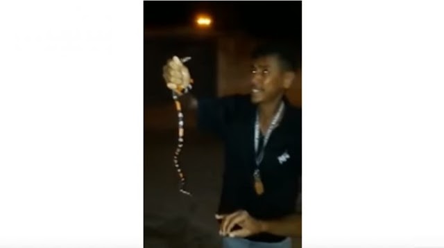 Homem brinca com cobra-coral, é picado e morre em Caetité, veja vídeo: